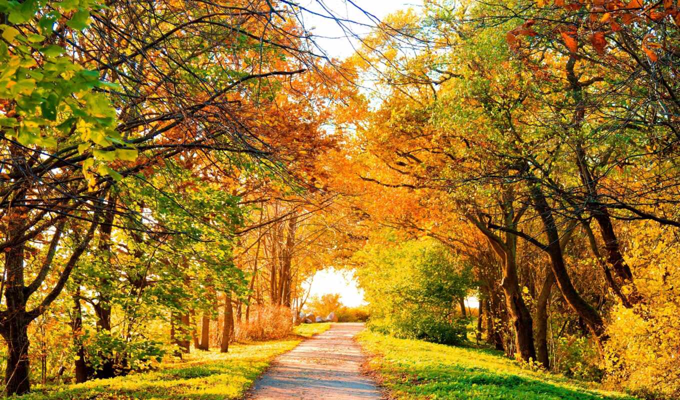 природа, взгляд, зелёный, дорога, landscape, совершенный, осень, trees, scenery