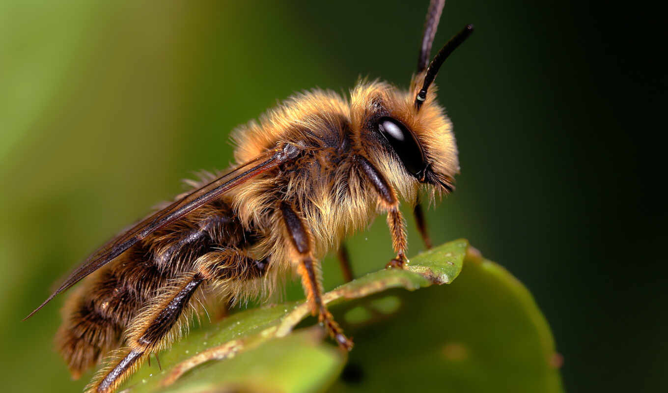 пчелка, макро, красивые, укусила, пчелы, пасеки, ульях