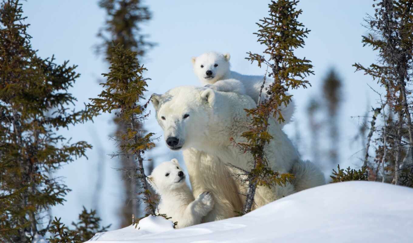 background, snow, winter, bear, bears, bears, polar, zhivotnye