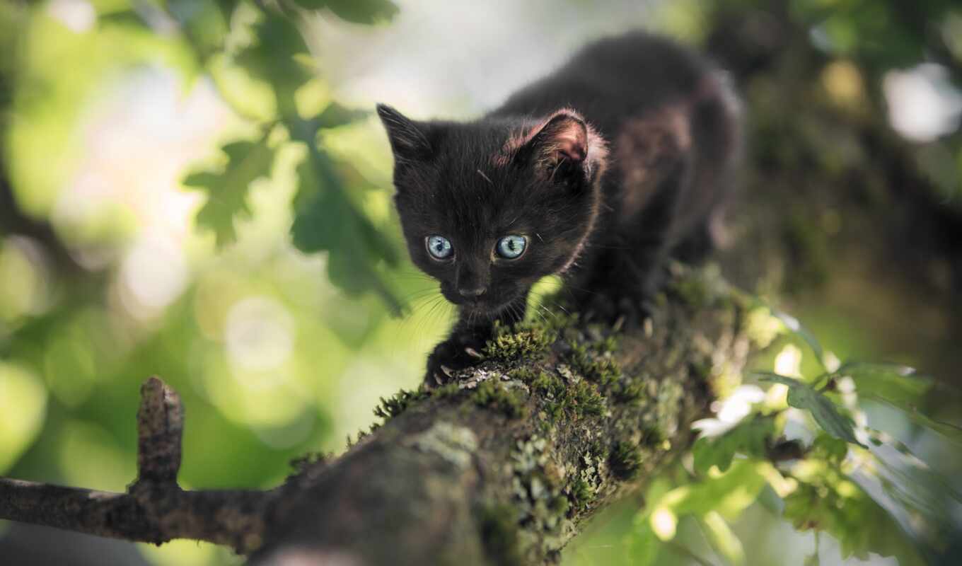 black, blue, глаз, серый, кот, котенок, animal