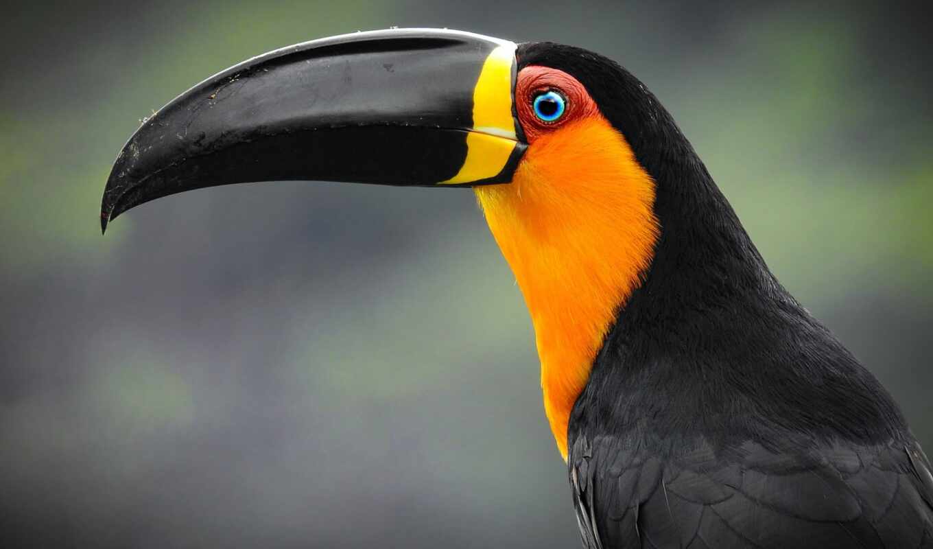 a computer, fox, tablet, animal, toucan, device, therefore, smartphone, tucano, bico