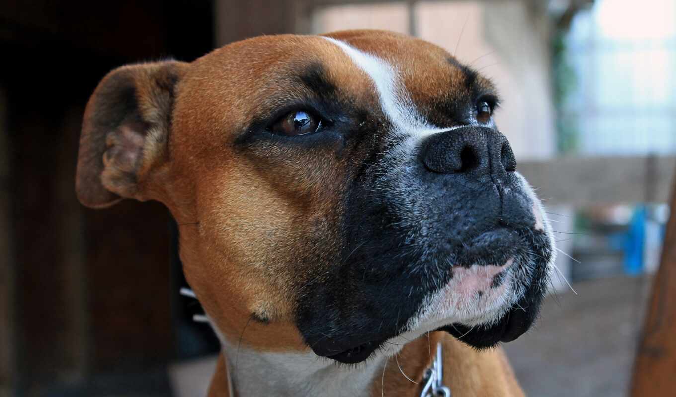 mobile, dog, popularity, breed, awesome, origin, smartphone, boxer