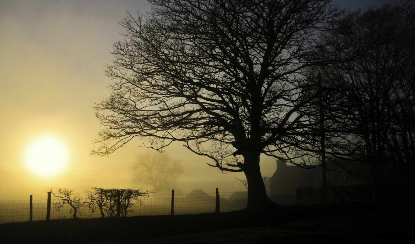 mac, дерево, закат, branch, утро, красивый, туман, шапка, permission, countryside