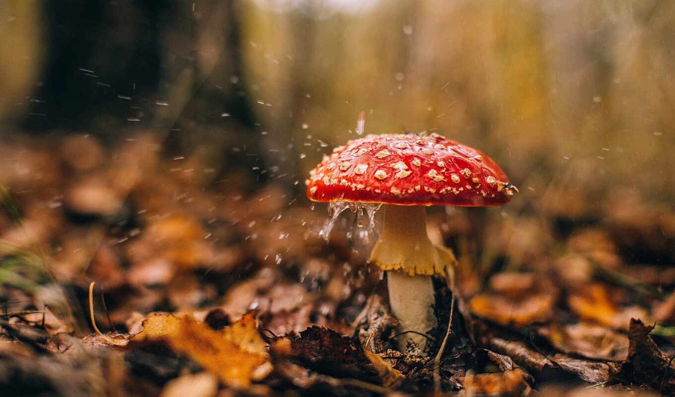 осень, landscape, природа, drop, natural, mushroom, narrow, лист