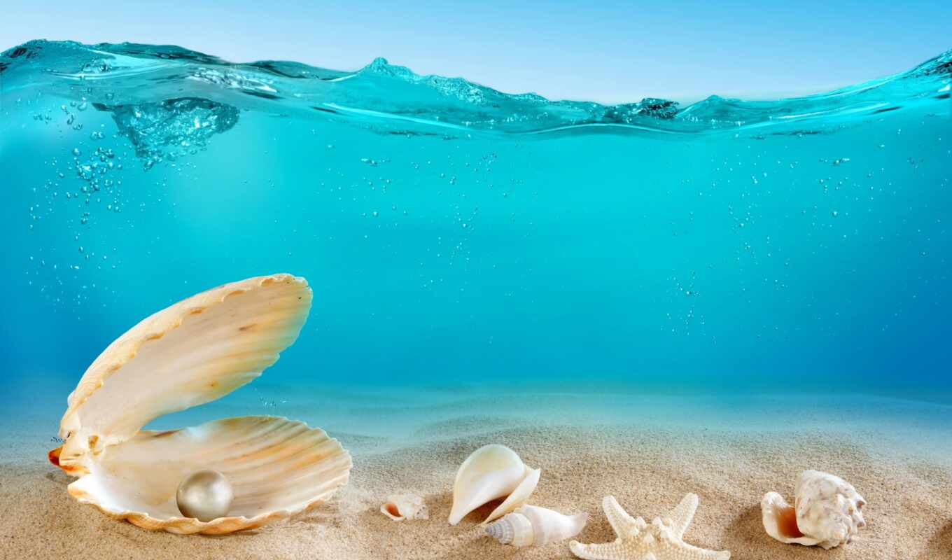 shell, пляж, море, песок, ocean, seashell