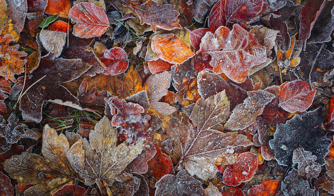 фон, осень, leaf, coolwallpaper, makryi