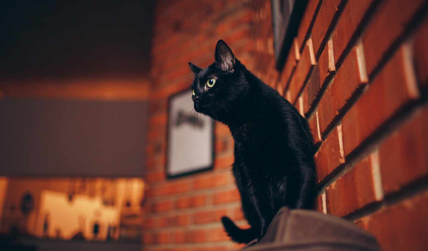 black, cat
