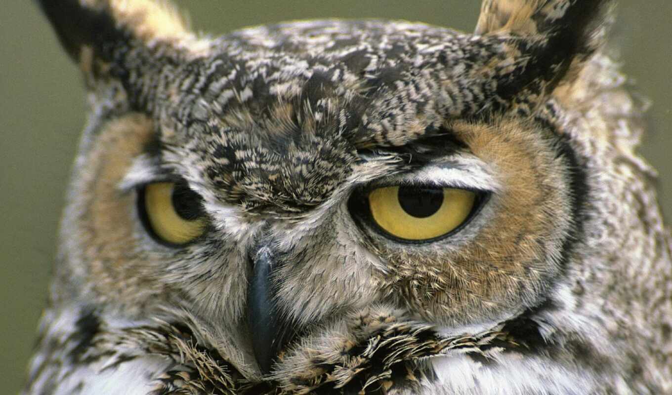 owl, fact, horned