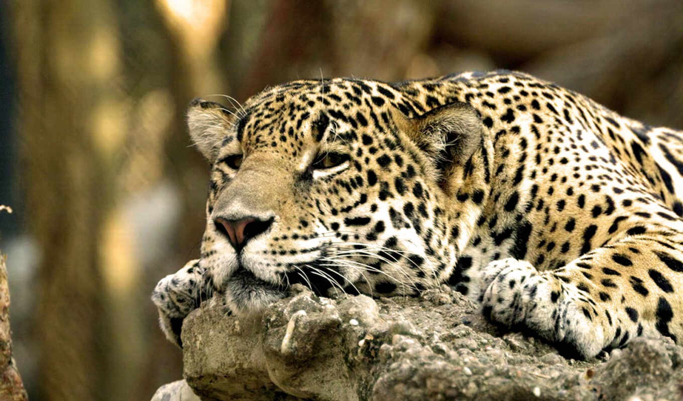 jaguar, large, everything, cats, put