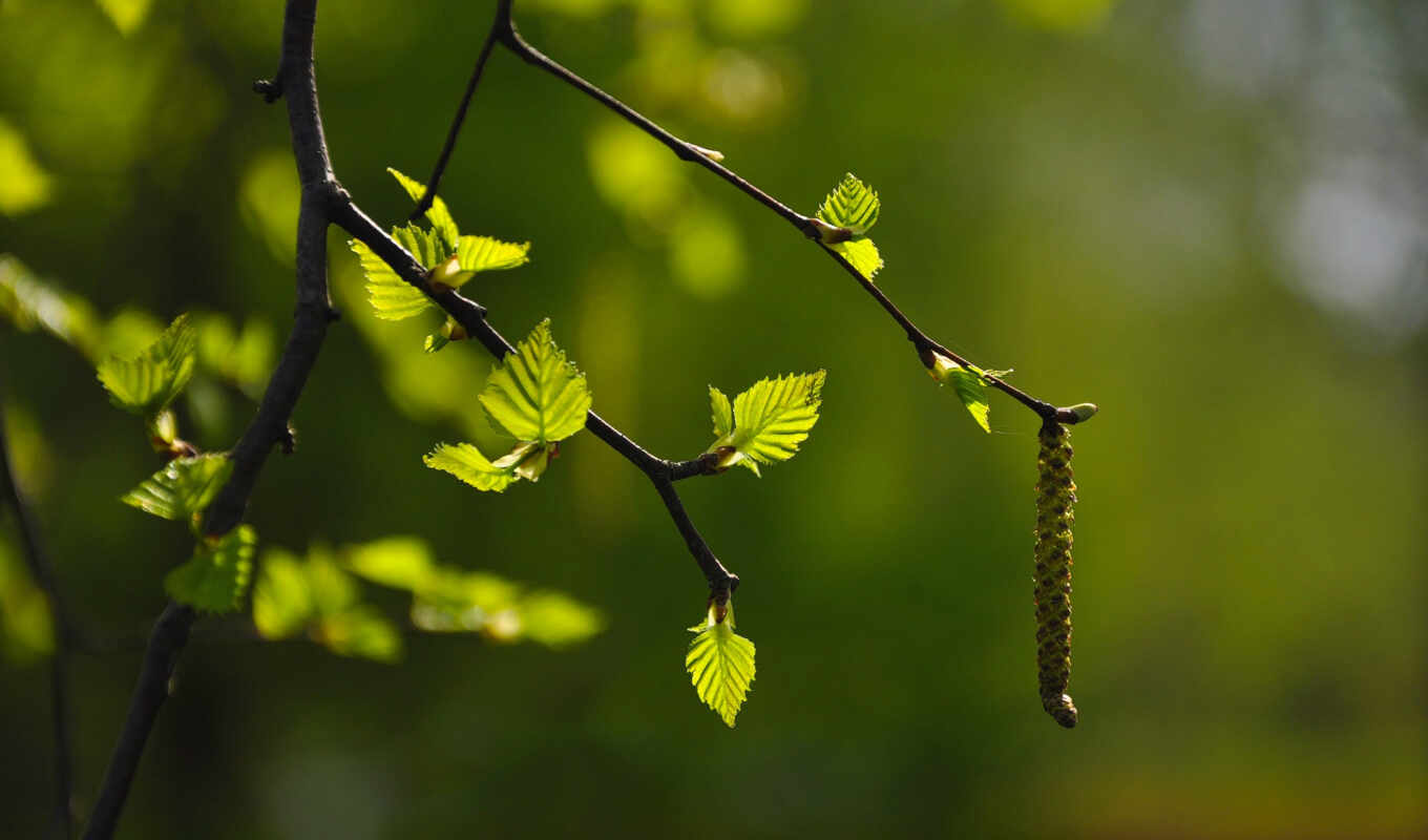collection, fone, pictures, branch, section, spring, birch tree, desktopwallpape, blurry, leaves