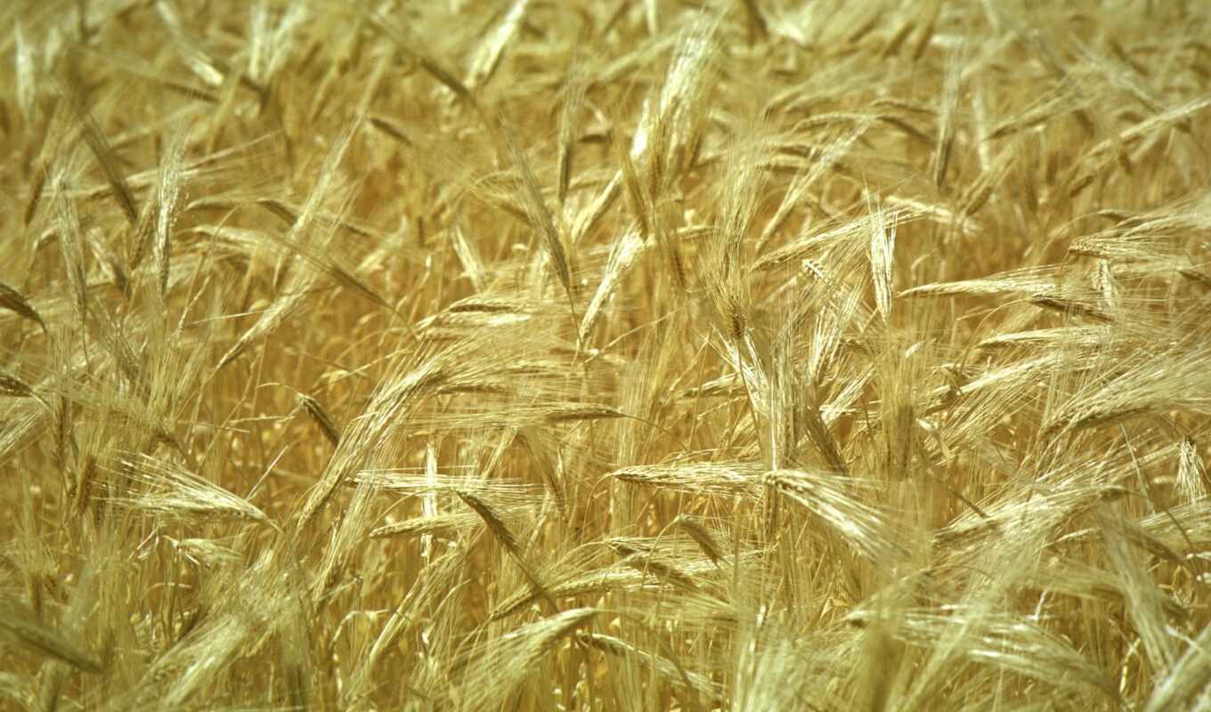 background, field, picture, wheat, spikelets, wheat, gold