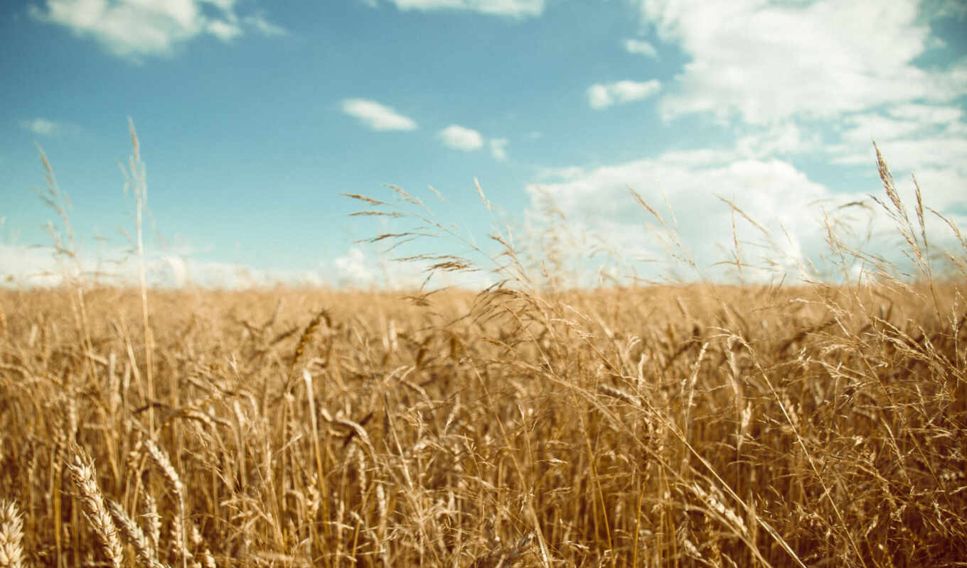 поле, золотистый, пшеничное, урожай
