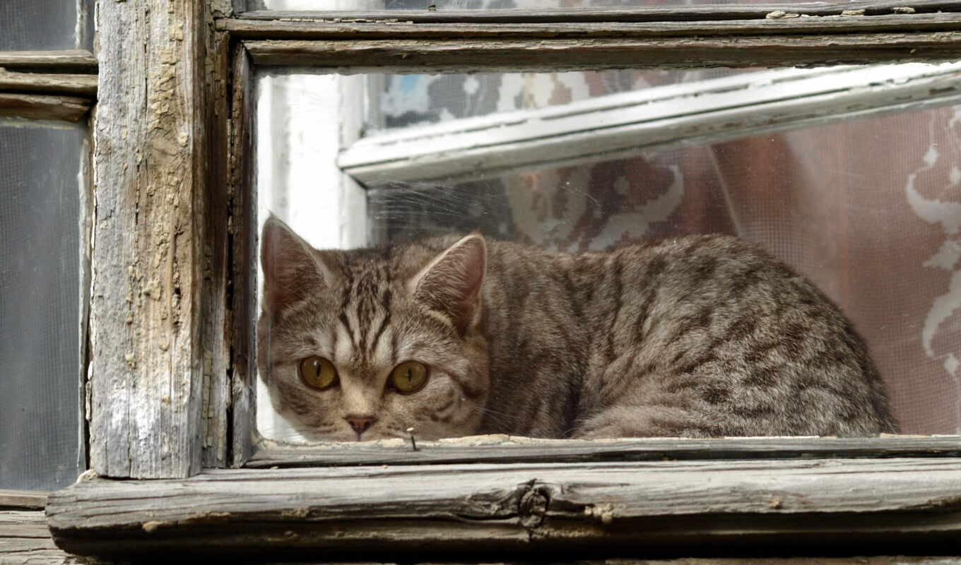 out, окно, кот, images, смотреть, рамочка, cats, pinterest