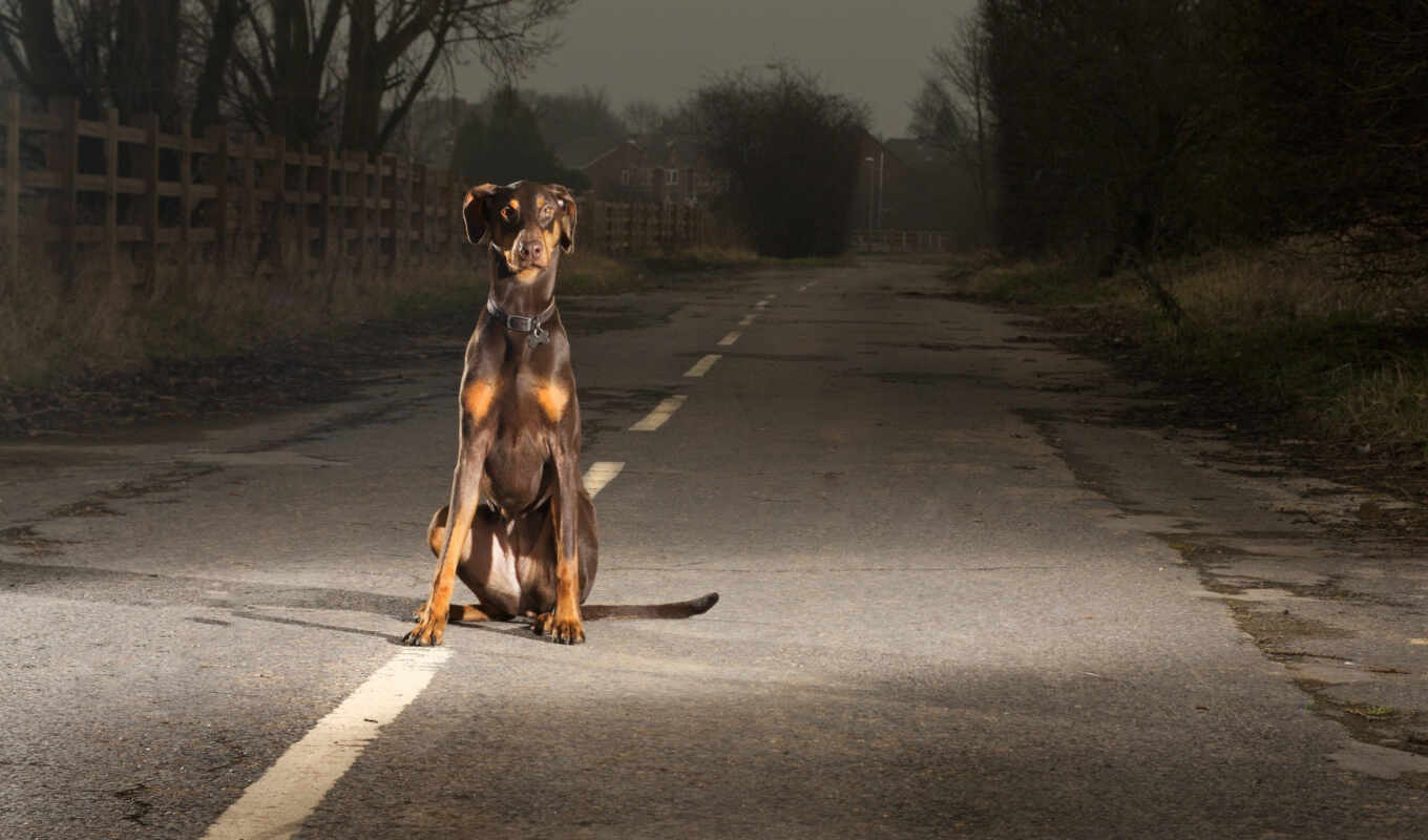 дороги, собака, стоит, собаки, animal, языком, дороге, dry, дорогу, высунутым, домой