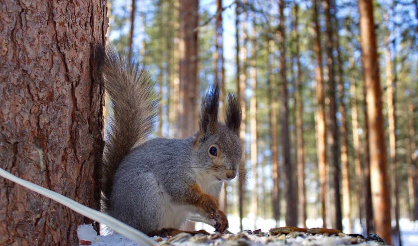 nature, under, website, squirrels, яndex, zhivotnye, proteins, collections, in winter