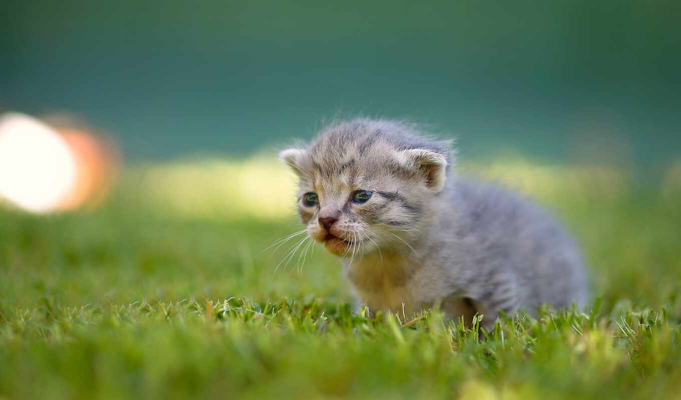 серый, трава, кот, cute, котенок, side, scottish, domestic, фолд