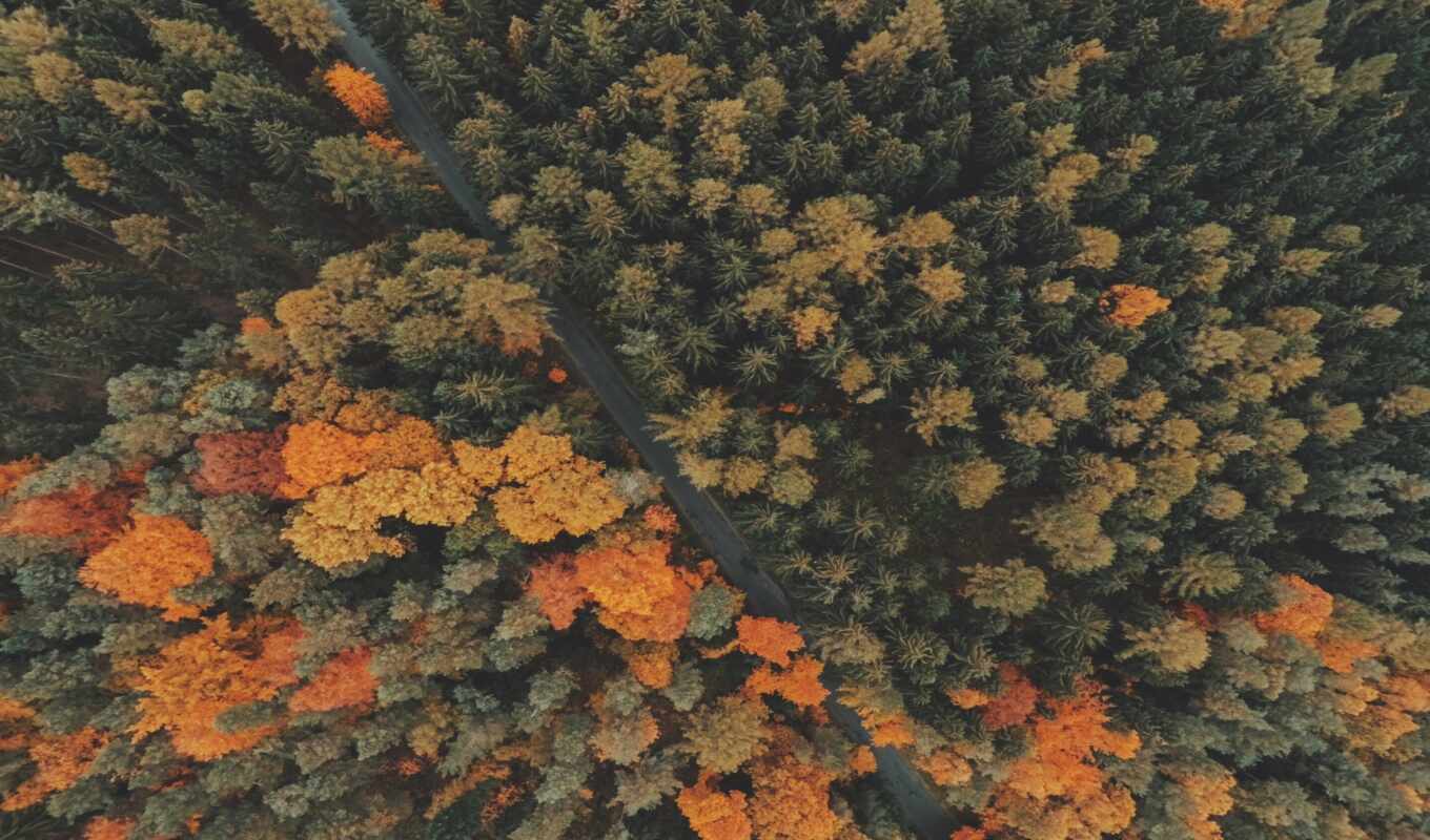 природа, дерево, дорога, top, осень, листва, пасть, color, leaf, fore