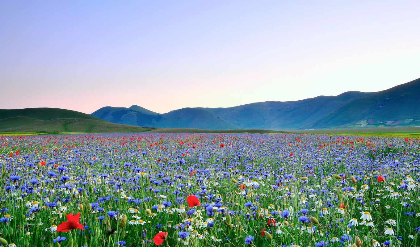небо, цветы, цвета, трава, поле, море, print, ромашка, poppy, pour, фотообои
