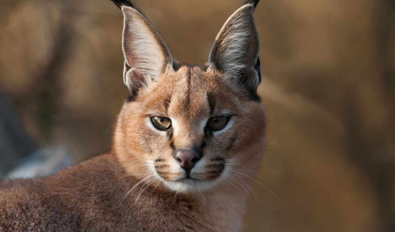 those, cats, cats, ears, ears, nature, pistachios, caracals, cycles