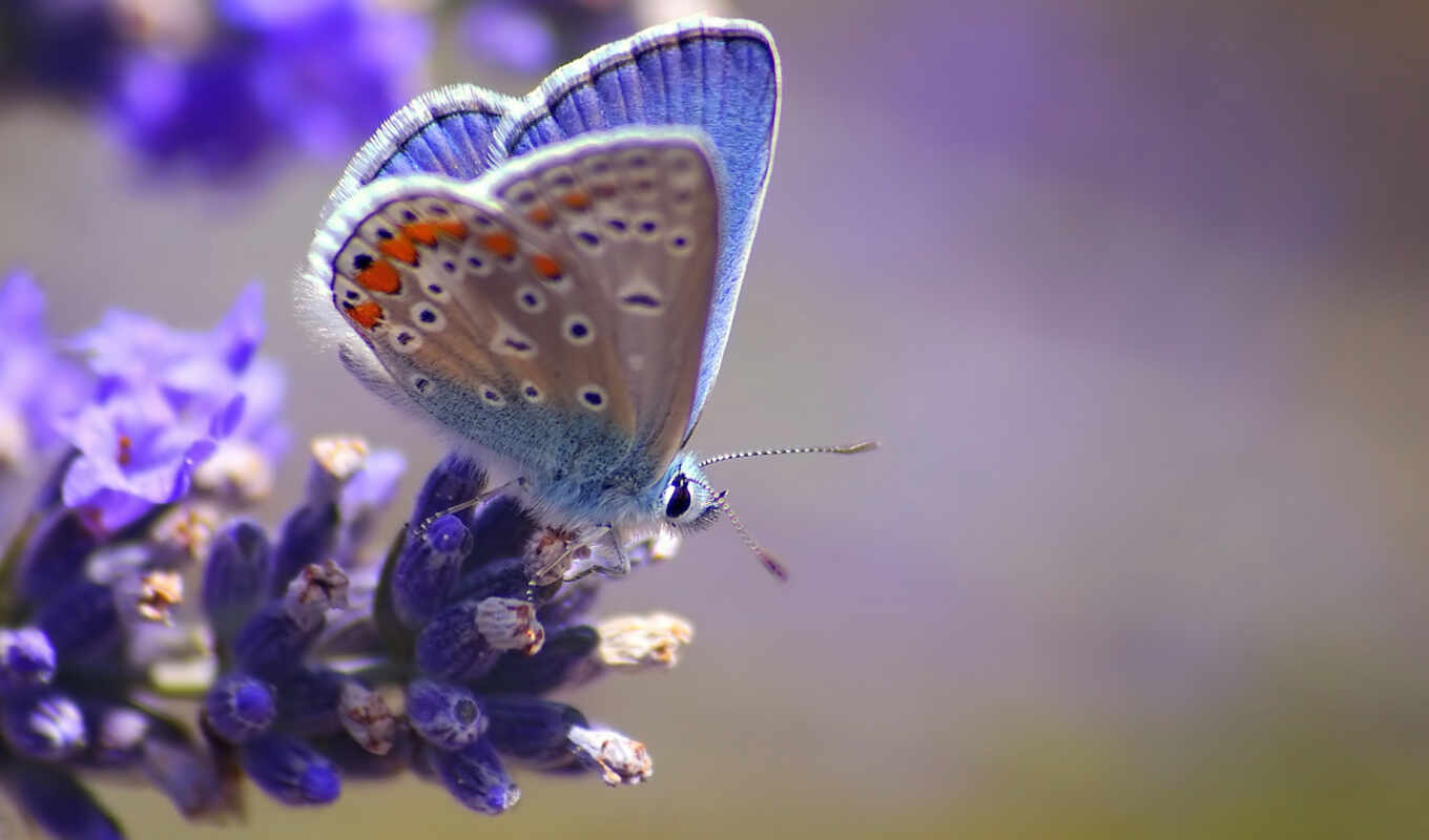 flowers, blue, macro, butterfly, cvety, blue, blue, butterflies, blurring