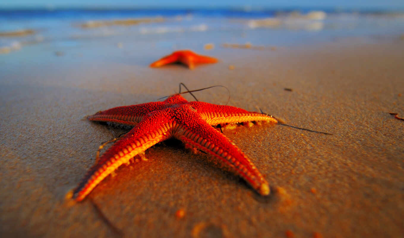морская, животных, песке, star, морские, life, звездная, бывают, звезды, ракушки