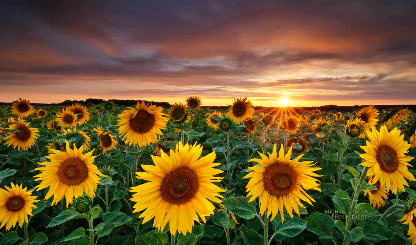 landscapes-, sunset, field, landscape, sunflowers, sunflowers, sunflowers