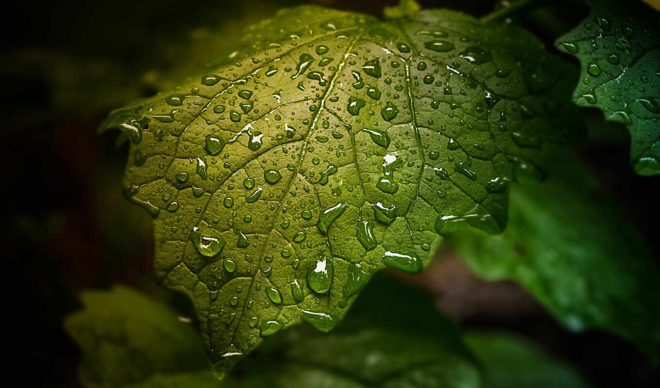 drop, blue, rain, green, water, drops, leaf