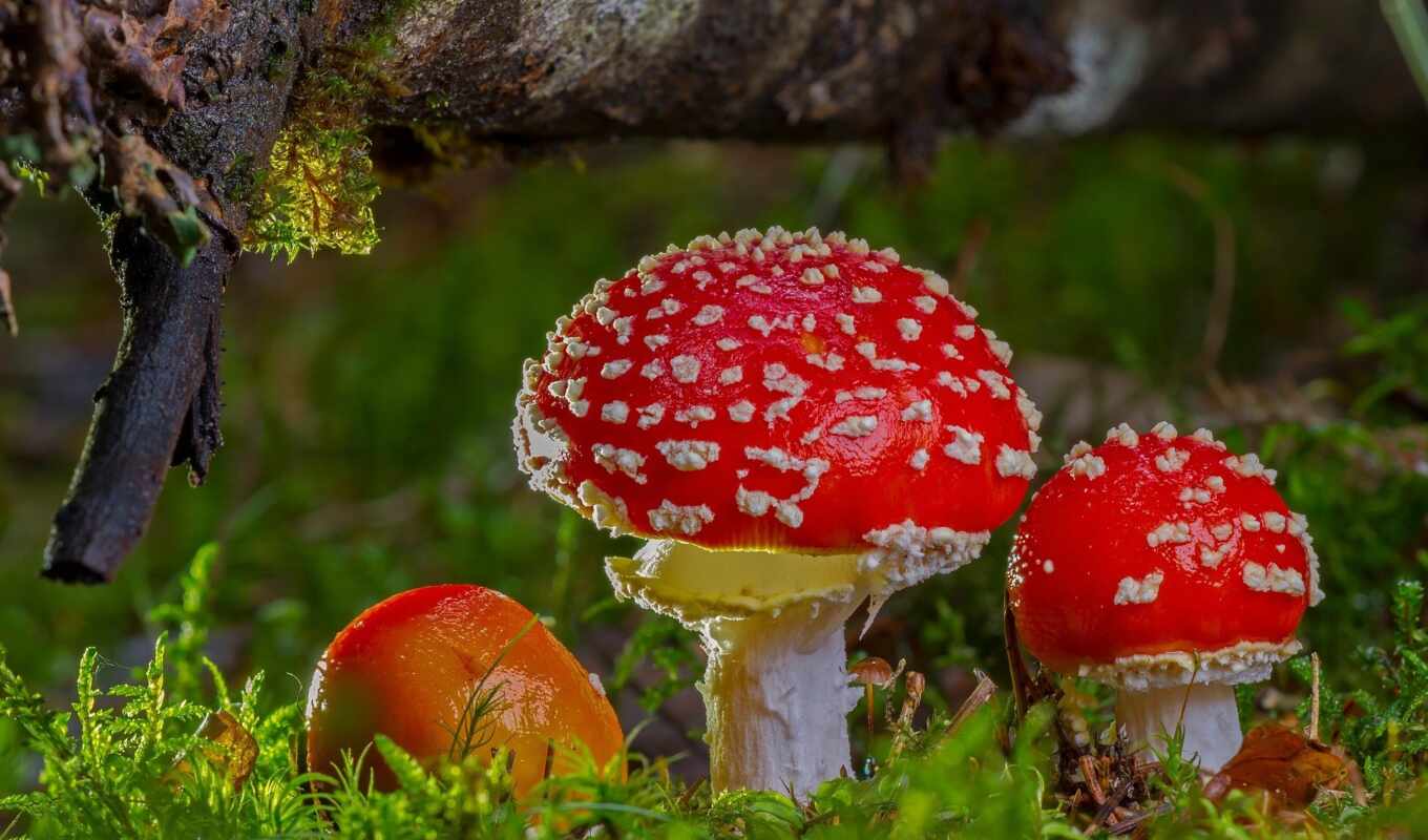 осень, hunting, mushroom, пина