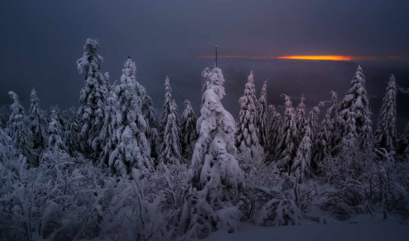дерево, ночь, снег, winter, cover, dark, mist