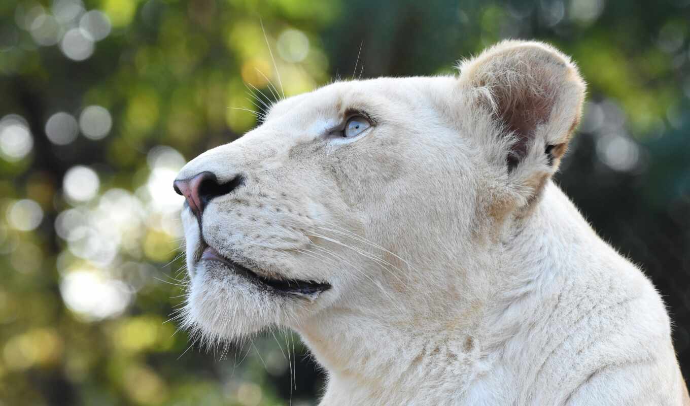 white, lion, leone, animal, pantalla, foto, leona, blanco, animale, кабеза