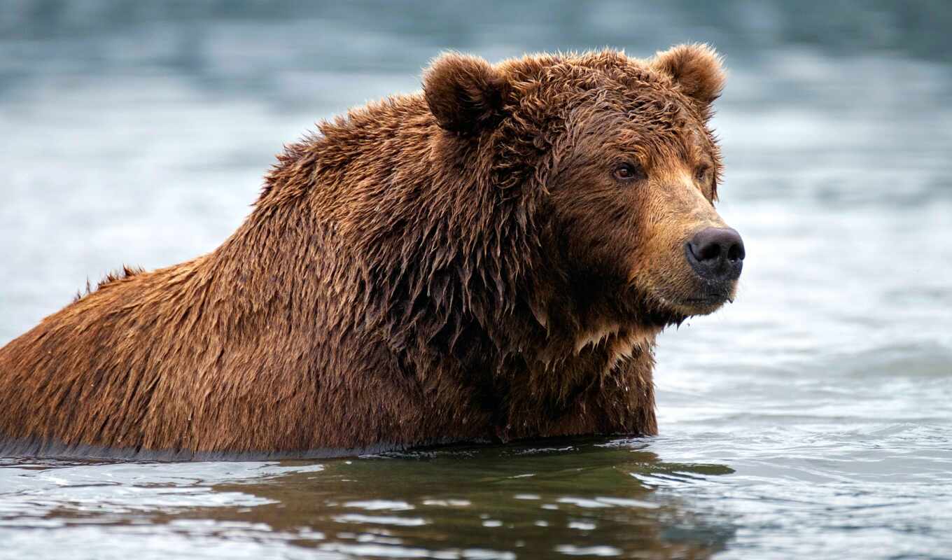 коллекция, water, браун, медведь, animal, река, wet, купальный, grizzly