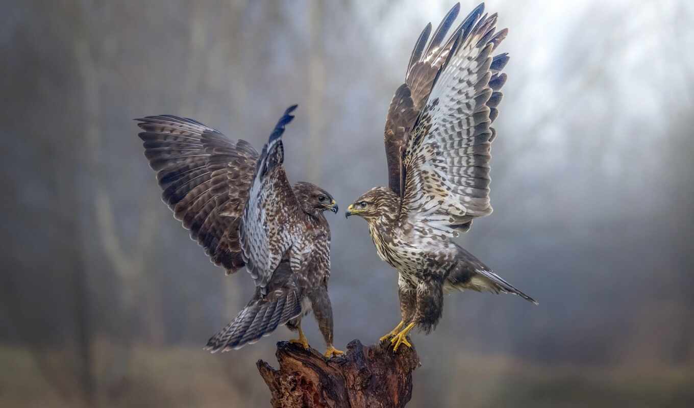 view, dance, predator, bird, animal, open, two, wing, sapsan, sparrowhawk, predatory