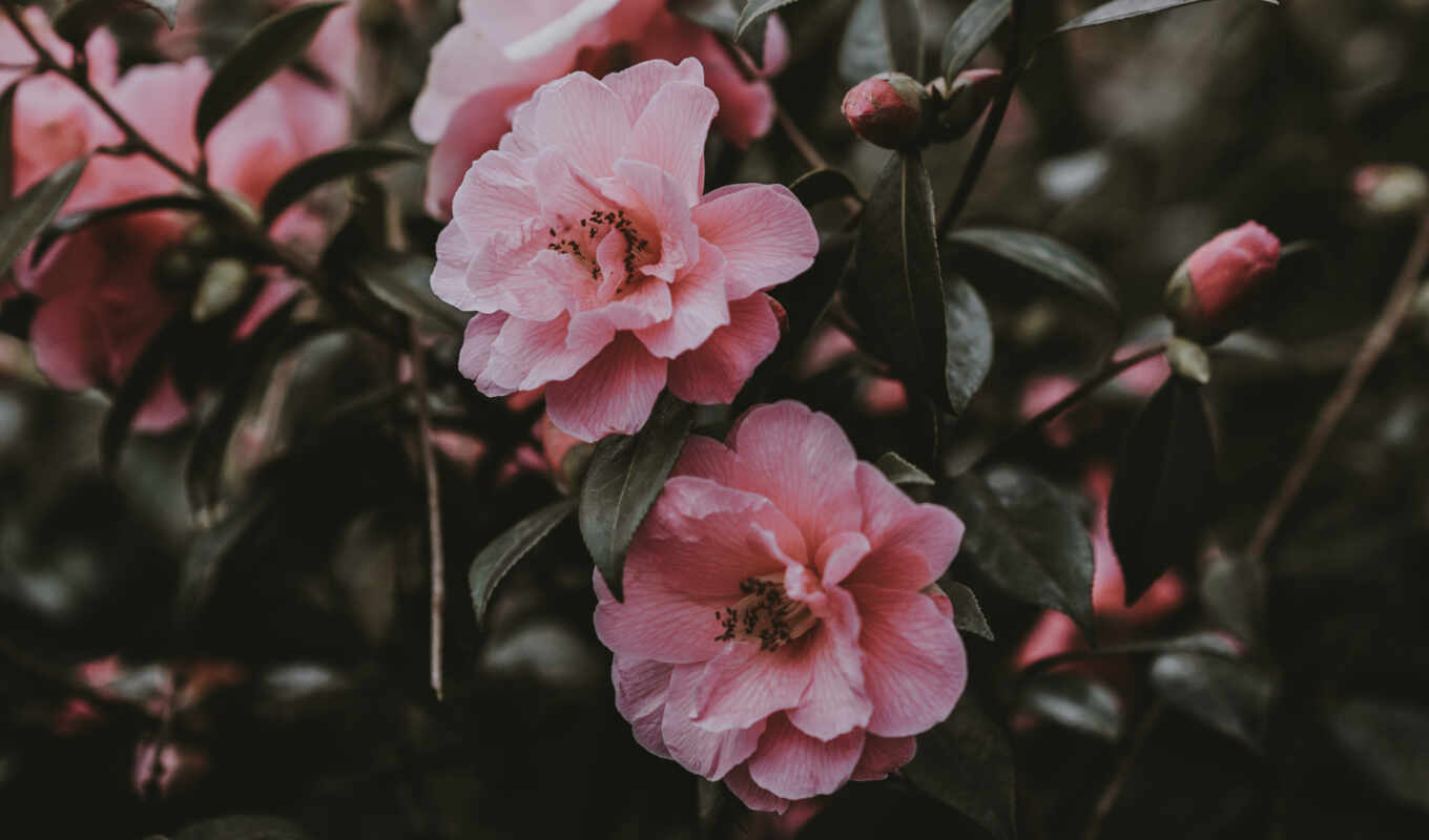 цветы, роза, розовый