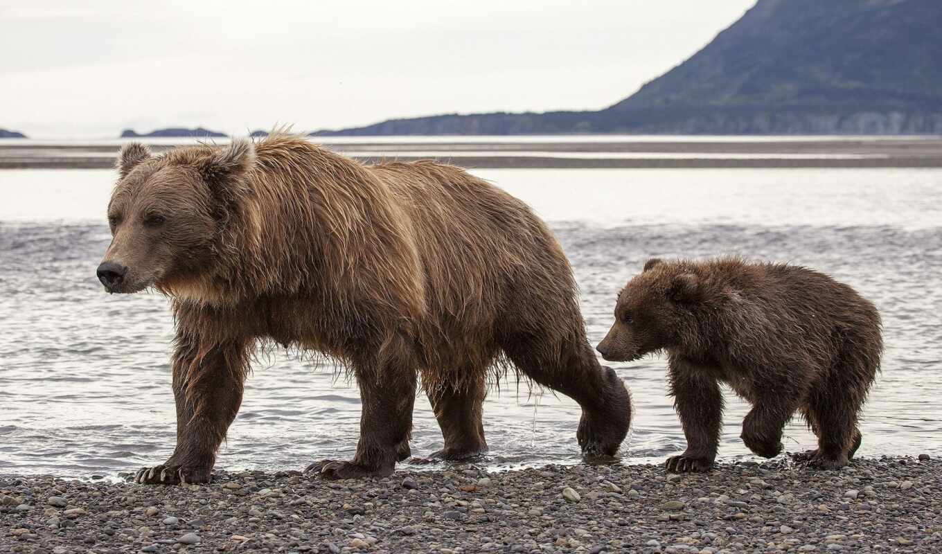 dog, bear, alaska