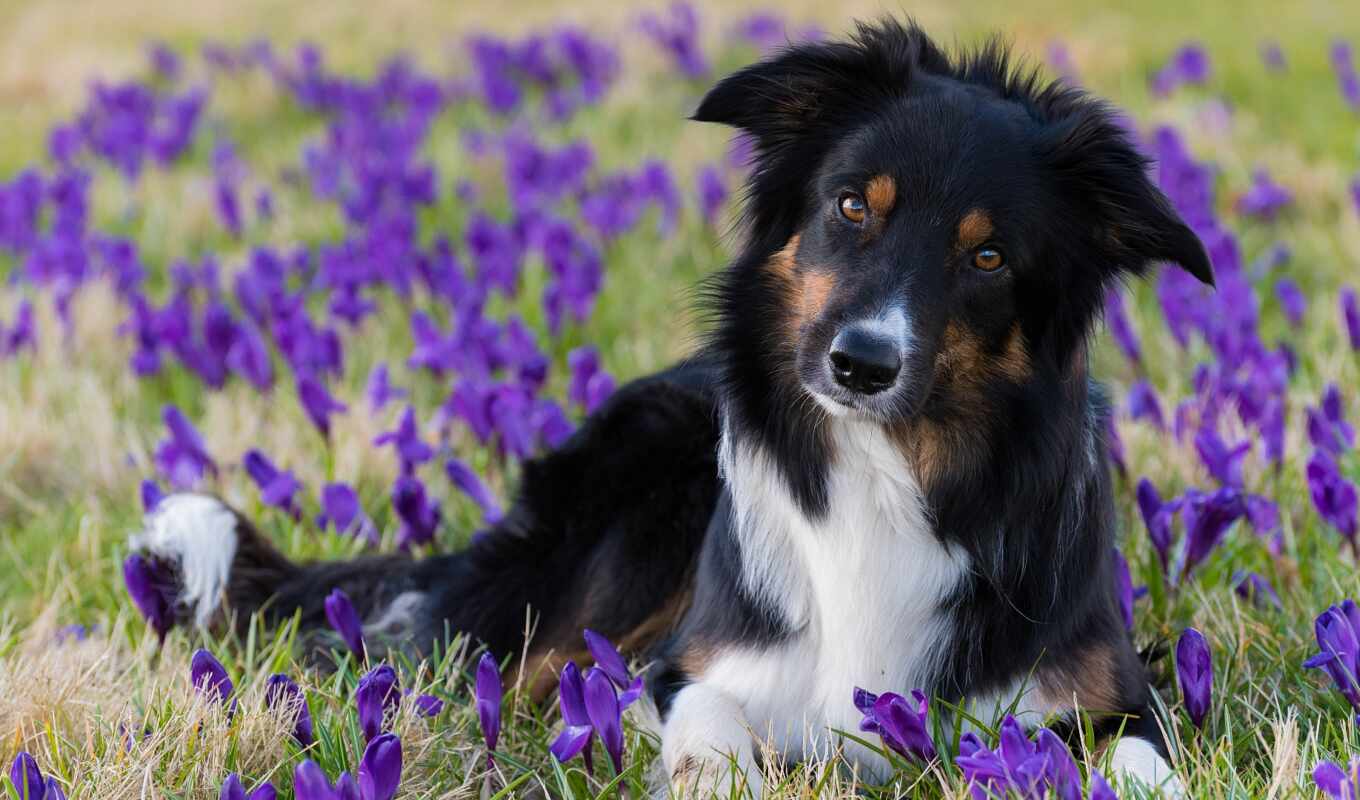 цветы, фон, purple, поле, gallery, собака, border, rare, колли