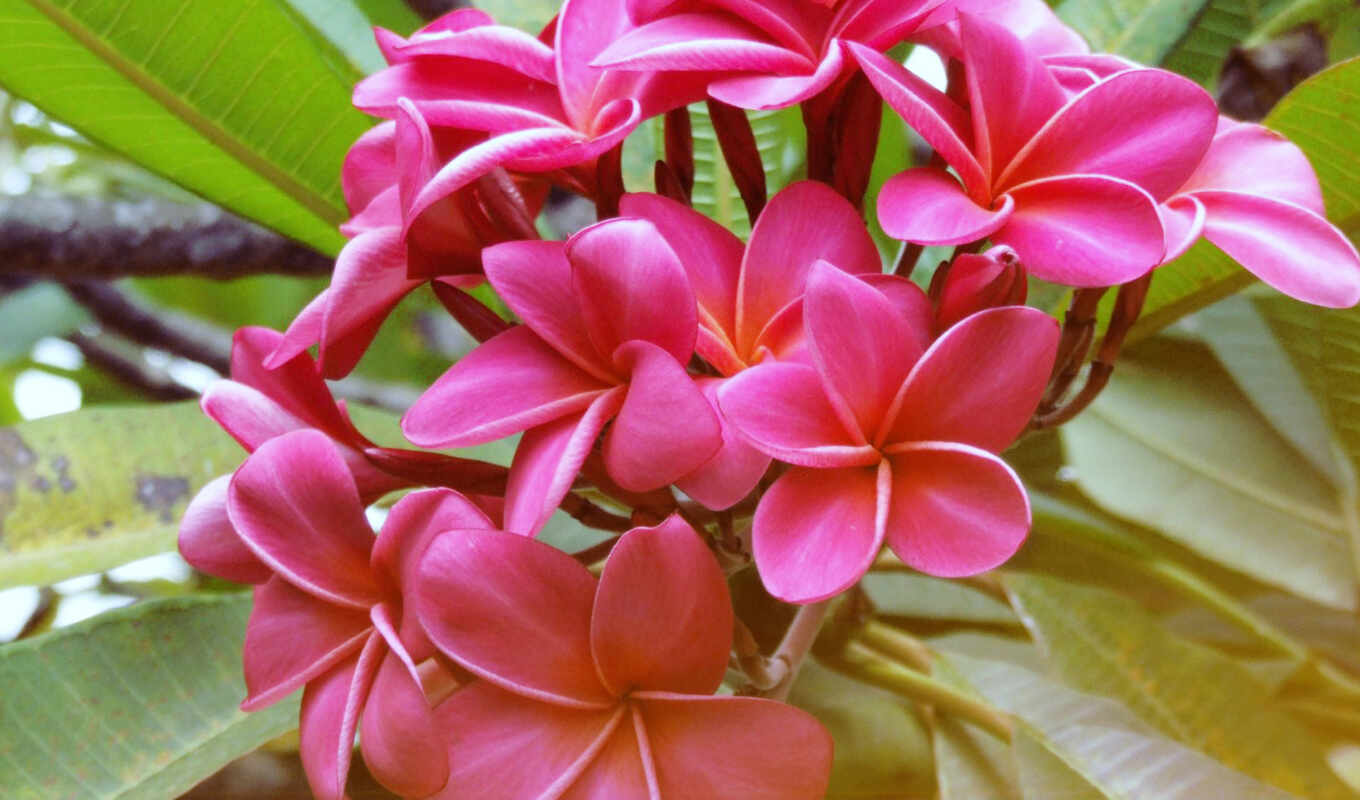 цветы, розовый, растение, frangipani, сантехник
