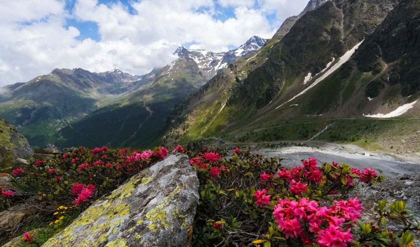 nature, flowers, tree, snow, mountain, rock, road, landscape, hill, fore