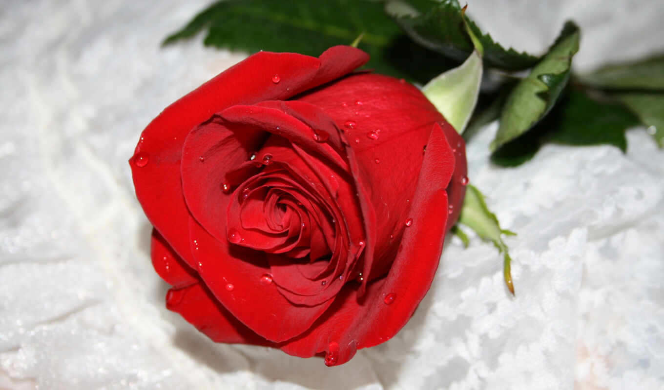 flowers, rose, telephone, drops, red, roses, snow, bud
