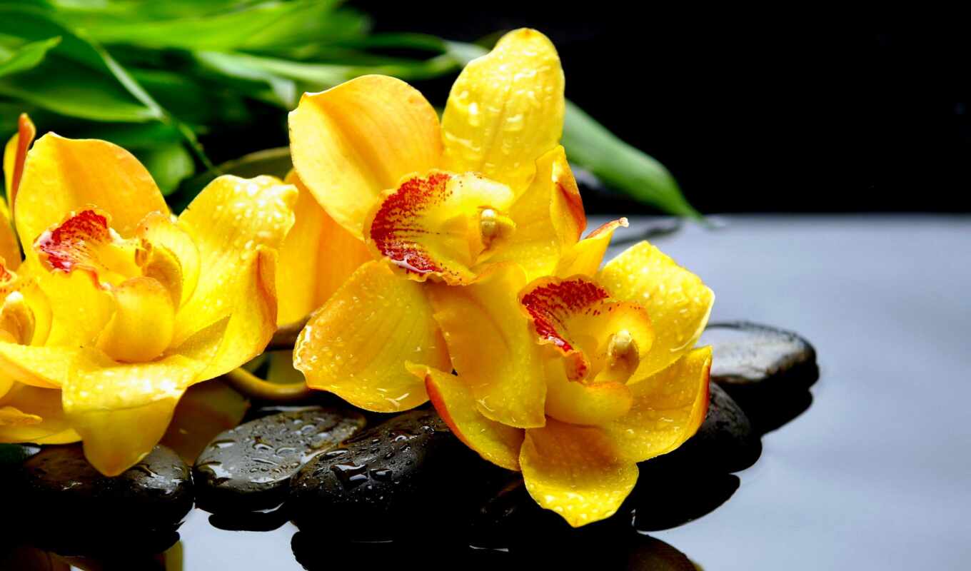цветы, drop, картинка, камень, руб, yellow, орхидея, фотообои