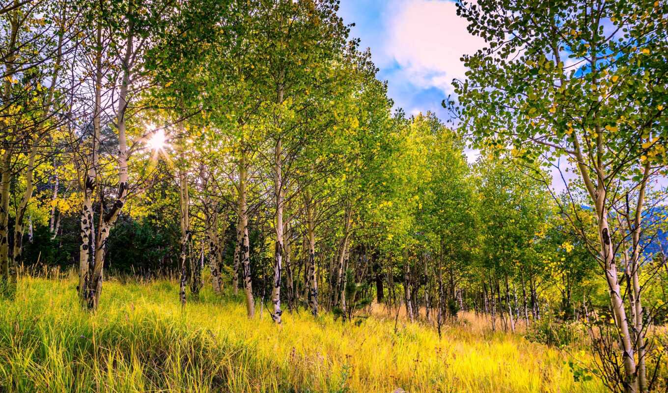 sun, tree, USA, autumn, tapety, pulpit, colorado, aspen, which, as-cus, brzoza