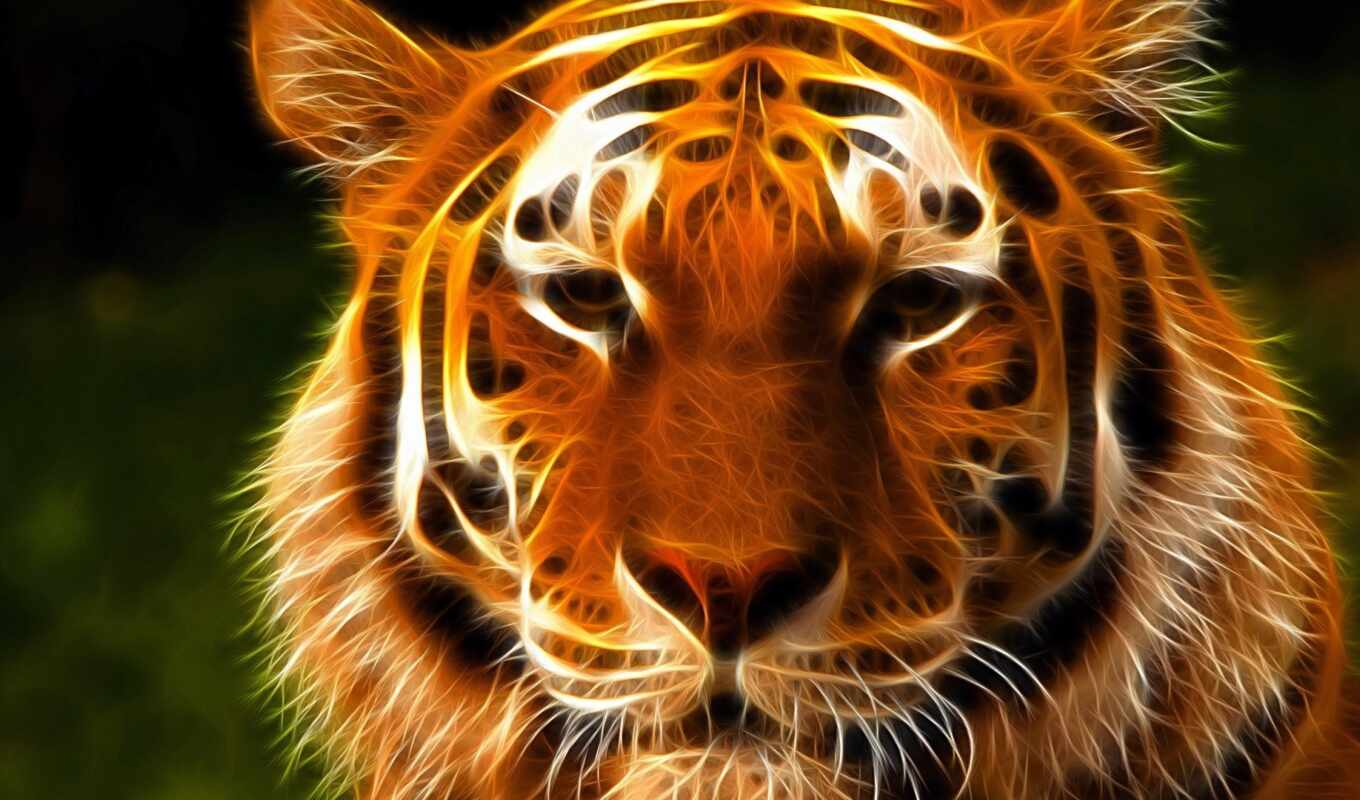 graphics, tiger