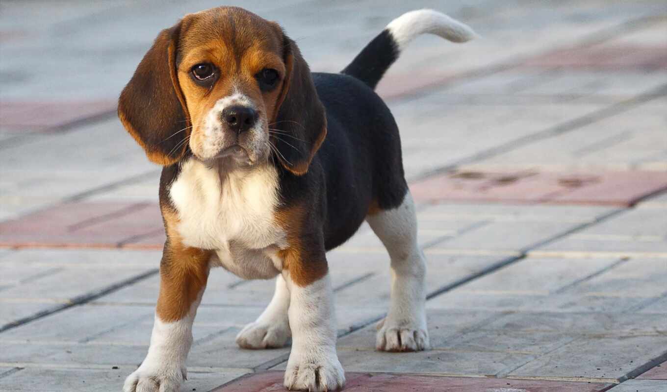 dog, puppy, beagle, poster