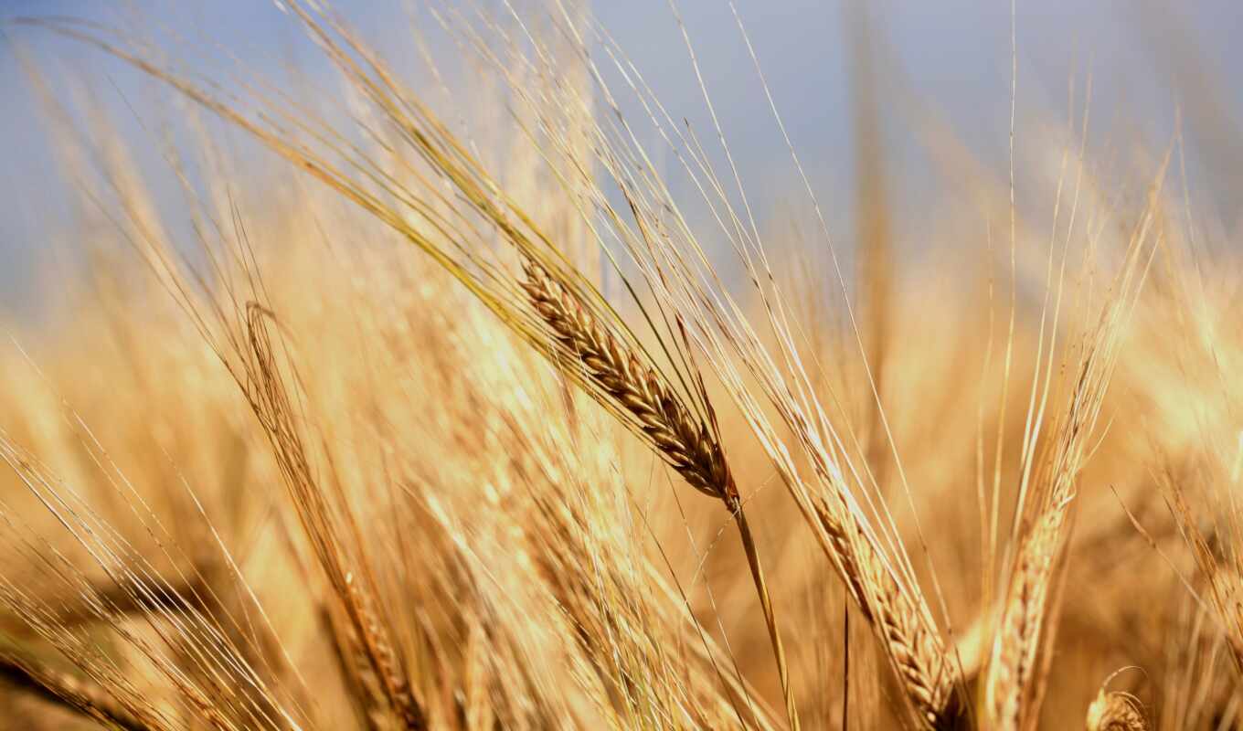 earrings, wheat