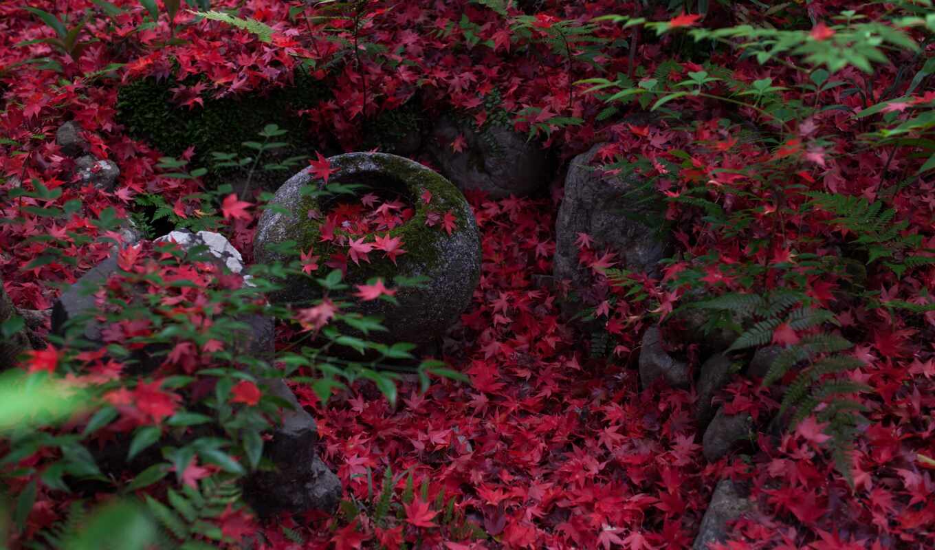 природа, japanese, осень, листва, maple, kyoto