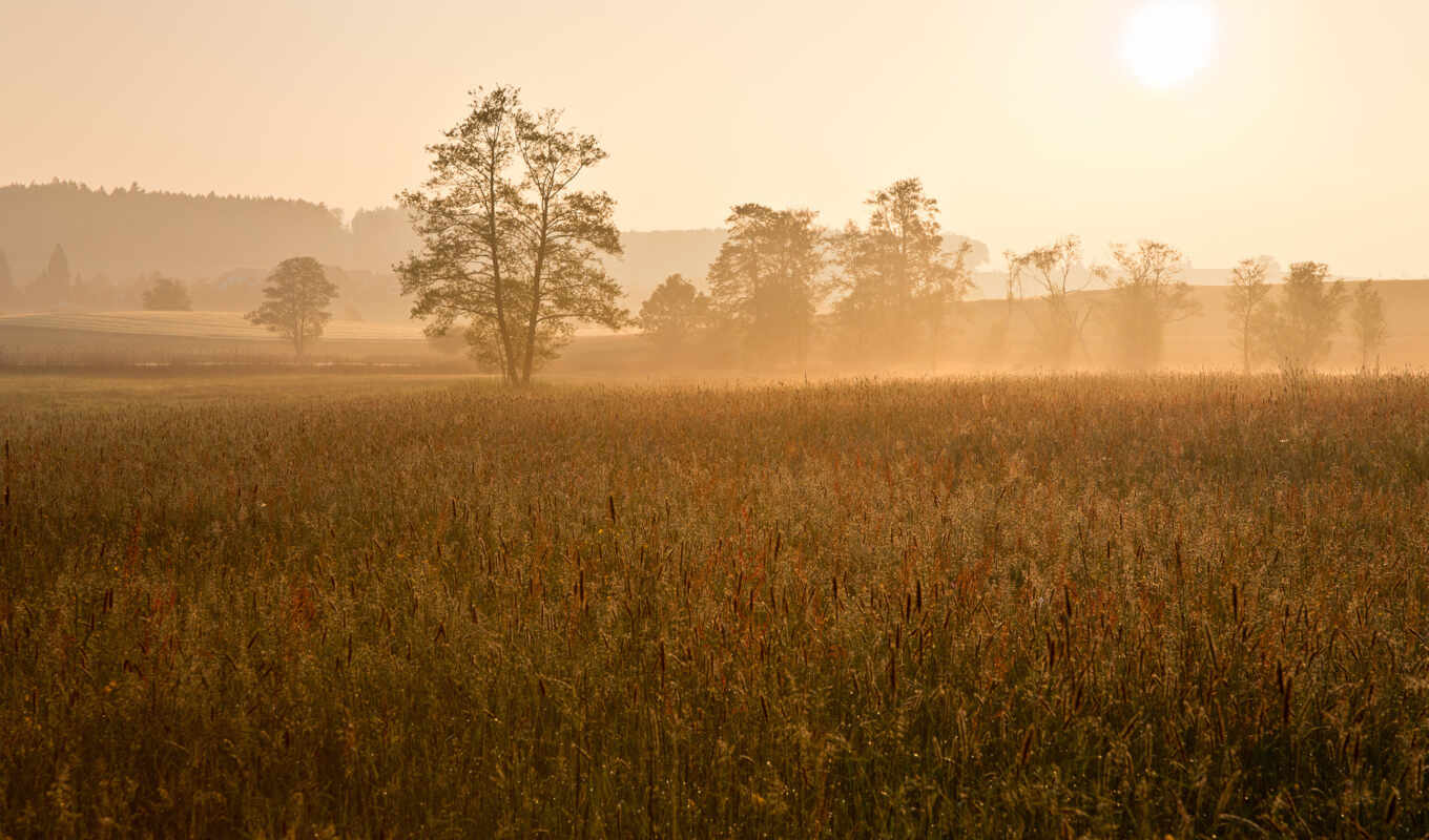 sun, трава, рассвет, поле, утро, туман, rays, дымка, солнечные, солнышко