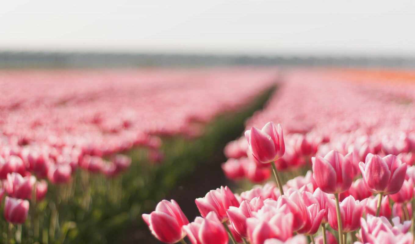 nature, summer, beautiful, the most, beautiful, of the world, tulips, cvety, tulips, colors