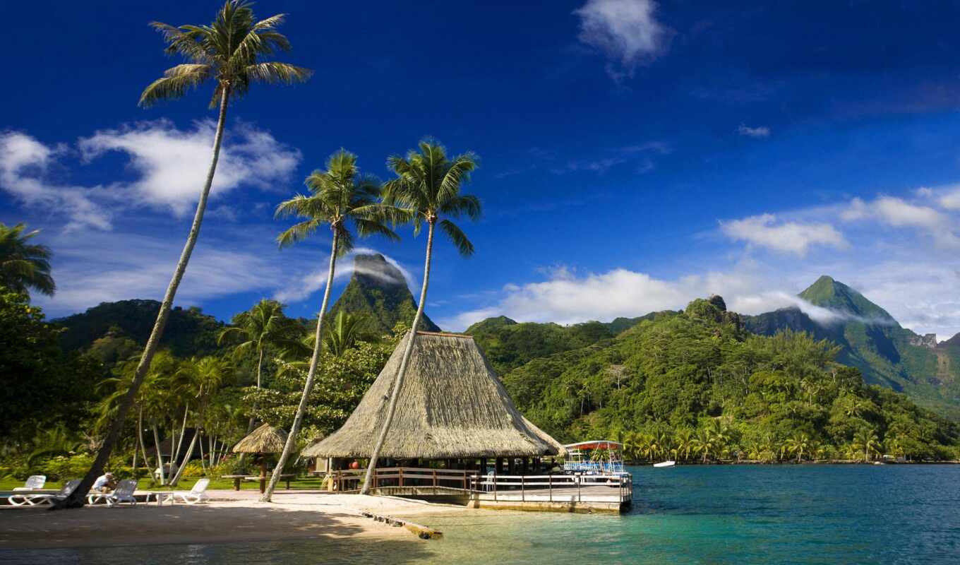 beach, palm trees, screen, fund, islands, tahiti, tropics, française, polynesie, scane