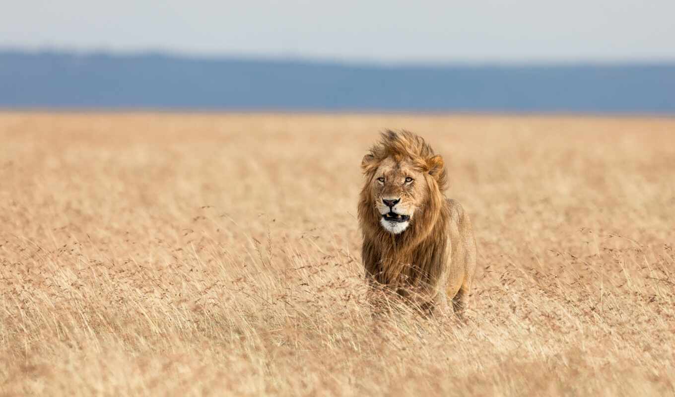 lion, cat, big, animal, cover, mane, king, beast, Leo, sand, levyi