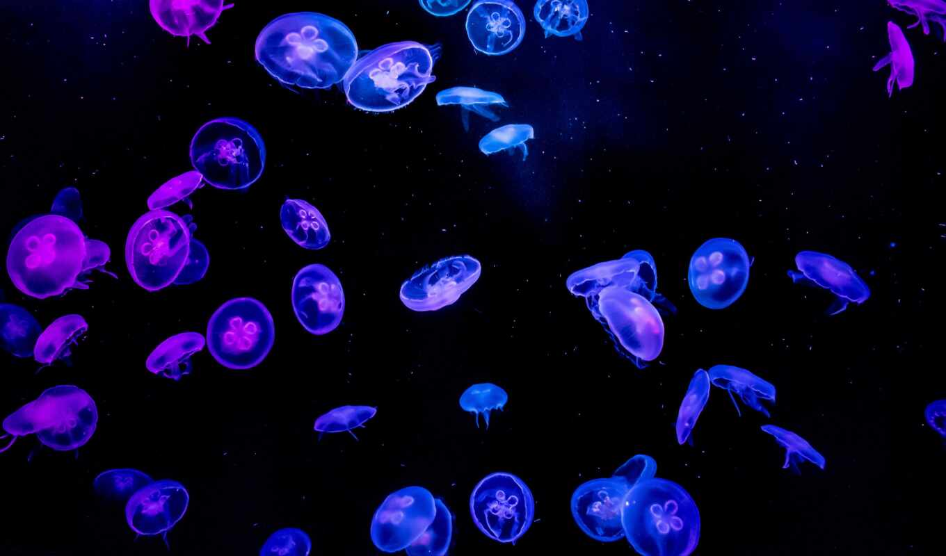 black, blue, свечение, water, jellyfish