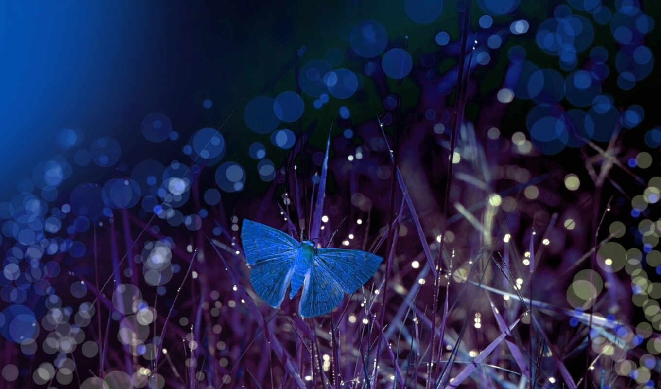 ночь, бабочка